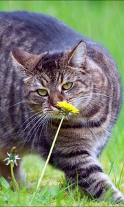 Preview wallpaper cat, fat, grass, smell, walk