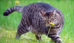 Preview wallpaper cat, fat, grass, smell, walk