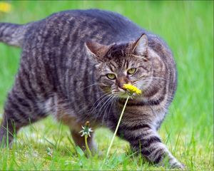 Preview wallpaper cat, fat, grass, smell, walk