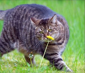Preview wallpaper cat, fat, grass, smell, walk