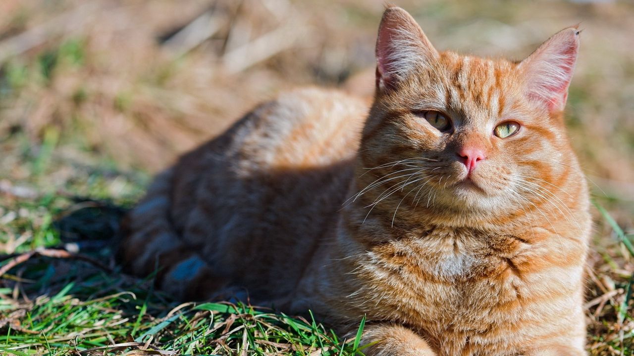 Wallpaper cat, fat, grass, striped, lie