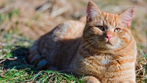 Preview wallpaper cat, fat, grass, striped, lie