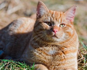 Preview wallpaper cat, fat, grass, striped, lie