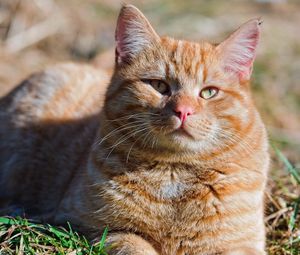 Preview wallpaper cat, fat, grass, striped, lie