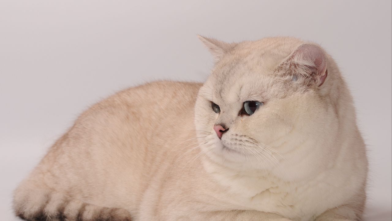 Wallpaper cat, fat, look