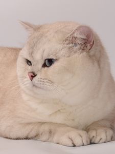 Preview wallpaper cat, fat, look