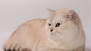 Preview wallpaper cat, fat, look