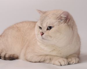 Preview wallpaper cat, fat, look