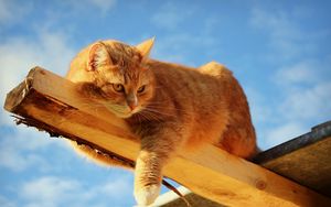 Preview wallpaper cat, fat, lying, feet, wood