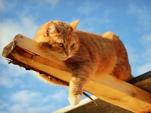 Preview wallpaper cat, fat, lying, feet, wood