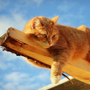 Preview wallpaper cat, fat, lying, feet, wood