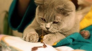 Preview wallpaper cat, fat, muzzle, sew, gray