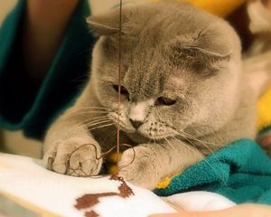 Preview wallpaper cat, fat, muzzle, sew, gray