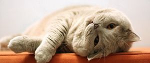 Preview wallpaper cat, fat, playful, lie