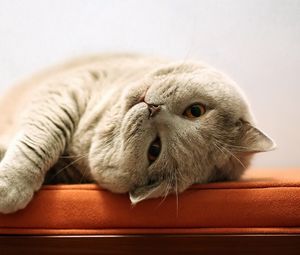 Preview wallpaper cat, fat, playful, lie