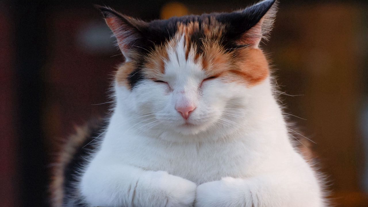 Wallpaper cat, fat, rest, sleep, nap, spotted