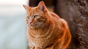 Preview wallpaper cat, fat, sit, watch