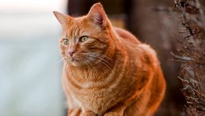 Preview wallpaper cat, fat, sit, watch