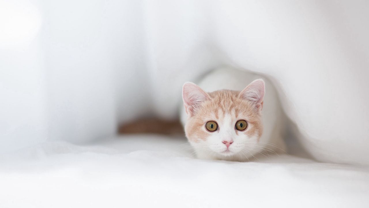 Wallpaper cat, fear, cloth, shelter