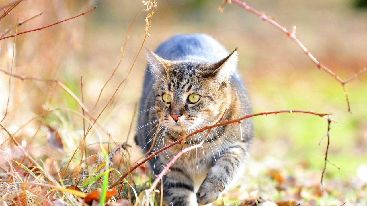 Wallpaper cat, fear, grass, branches