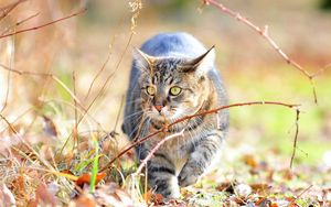 Preview wallpaper cat, fear, grass, branches