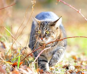 Preview wallpaper cat, fear, grass, branches