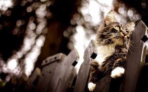 Preview wallpaper cat, fence, climb, glare