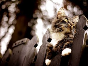 Preview wallpaper cat, fence, climb, glare