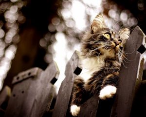 Preview wallpaper cat, fence, climb, glare