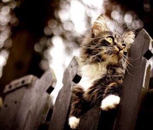 Preview wallpaper cat, fence, climb, glare