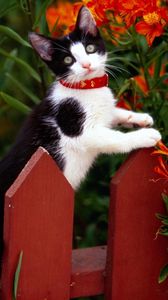 Preview wallpaper cat, fence, collar, climbing, flowers