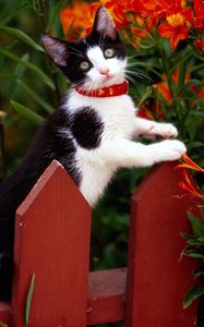 Preview wallpaper cat, fence, collar, climbing, flowers