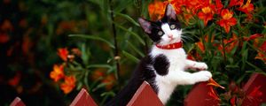 Preview wallpaper cat, fence, collar, climbing, flowers