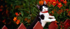 Preview wallpaper cat, fence, collar, climbing, flowers