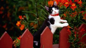 Preview wallpaper cat, fence, collar, climbing, flowers