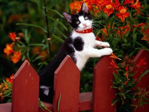 Preview wallpaper cat, fence, collar, climbing, flowers