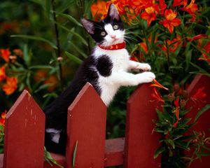 Preview wallpaper cat, fence, collar, climbing, flowers