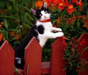 Preview wallpaper cat, fence, collar, climbing, flowers