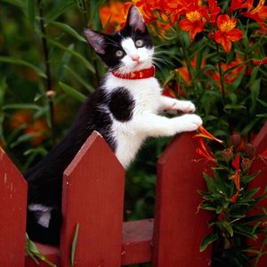 Preview wallpaper cat, fence, collar, climbing, flowers