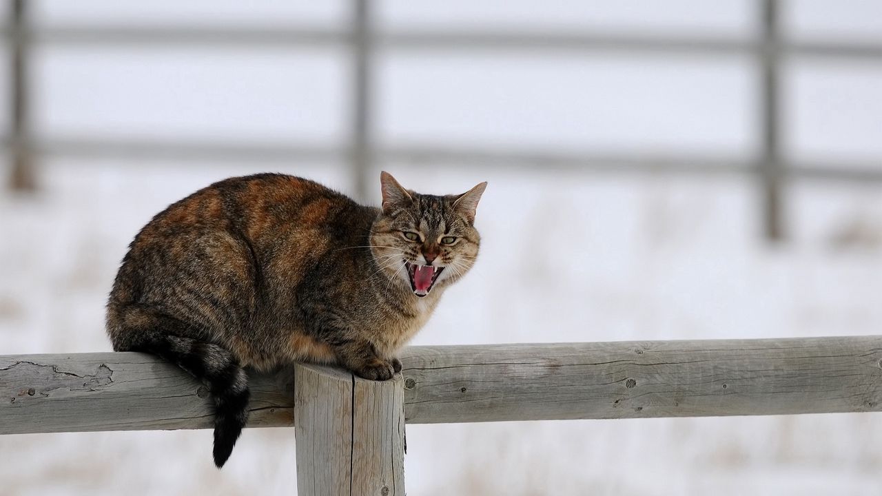 Wallpaper cat, fence, cry, sit, winter, snow