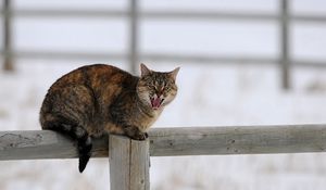 Preview wallpaper cat, fence, cry, sit, winter, snow