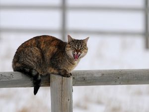 Preview wallpaper cat, fence, cry, sit, winter, snow