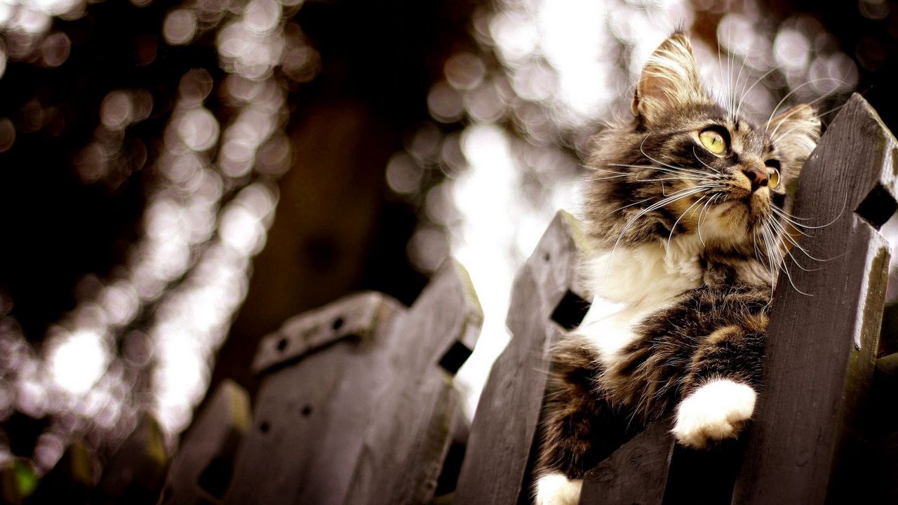 Wallpaper cat, fence, flashing, climbing