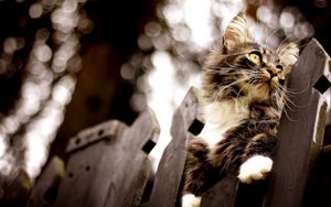 Preview wallpaper cat, fence, flashing, climbing