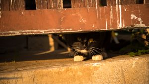 Preview wallpaper cat, fence, look out, hide, pet