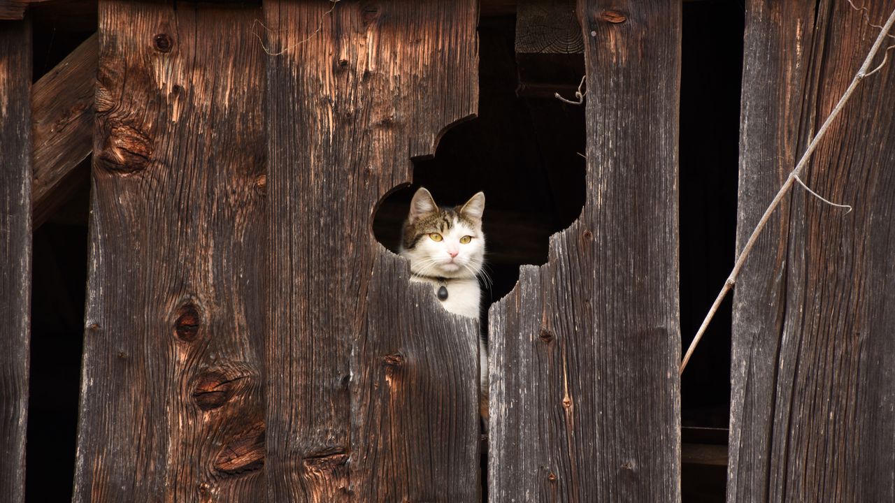 Wallpaper cat, fence, muzzle, peek