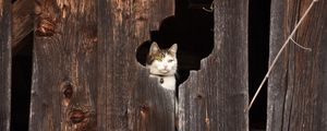 Preview wallpaper cat, fence, muzzle, peek