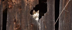 Preview wallpaper cat, fence, muzzle, peek