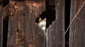 Preview wallpaper cat, fence, muzzle, peek