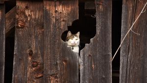 Preview wallpaper cat, fence, muzzle, peek